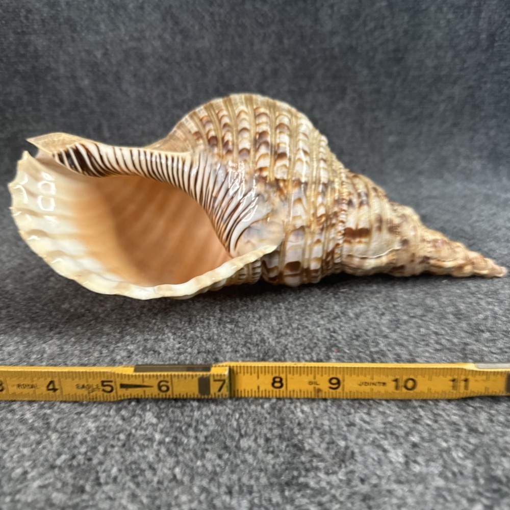 Extra Large Sea Shell 14" Triton's Trumpet / Tritonis / Charonia Shell Beautiful